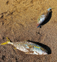 ツバスの釣果