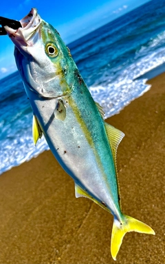 ツバスの釣果