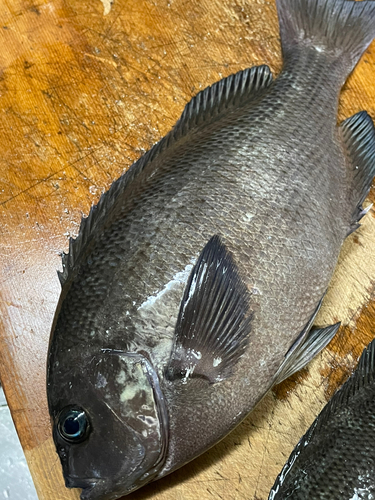 クチブトグレの釣果