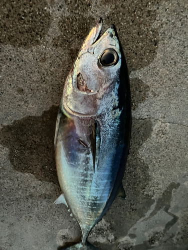 マグロの釣果