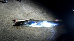 タチウオの釣果