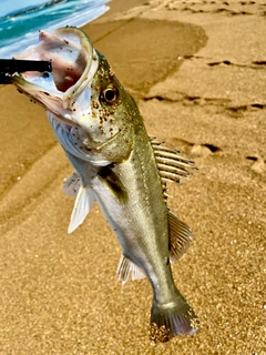 フッコ（マルスズキ）の釣果