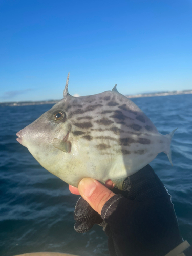 カワハギの釣果