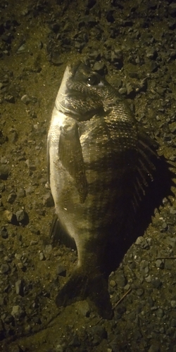 クロダイの釣果