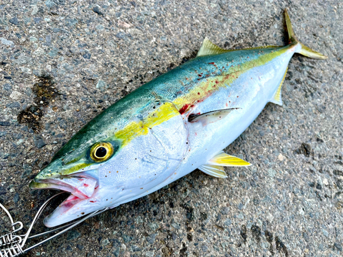 メジロの釣果