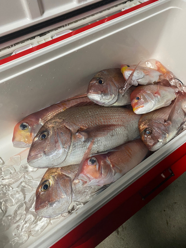 マダイの釣果