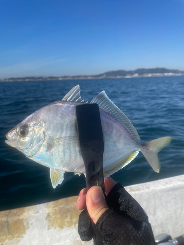 カイワリの釣果