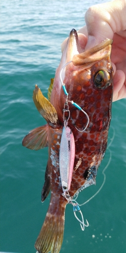 アコウの釣果