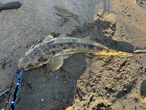 マゴチの釣果