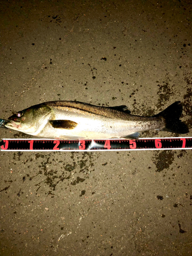 シーバスの釣果