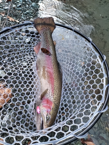 ニジマスの釣果