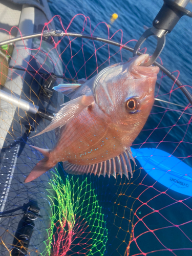 マダイの釣果