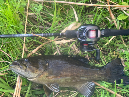 スモールマウスバスの釣果