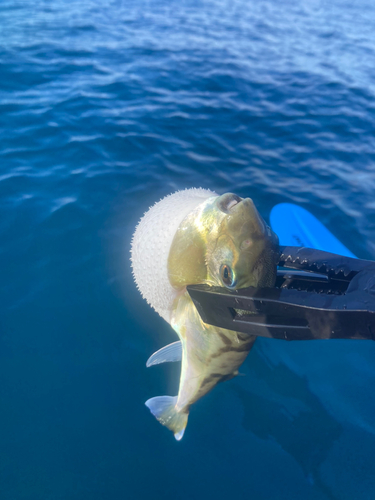 シロサバフグの釣果