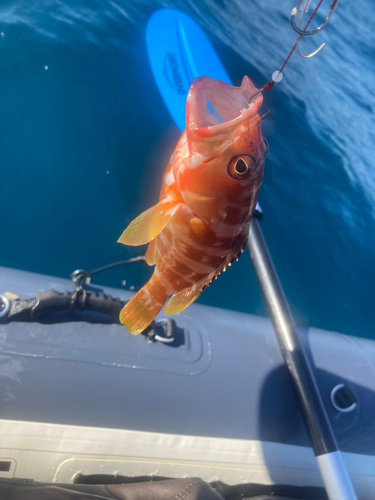 アカハタの釣果