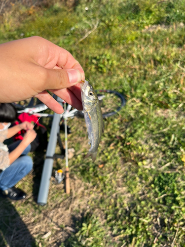 ウグイの釣果