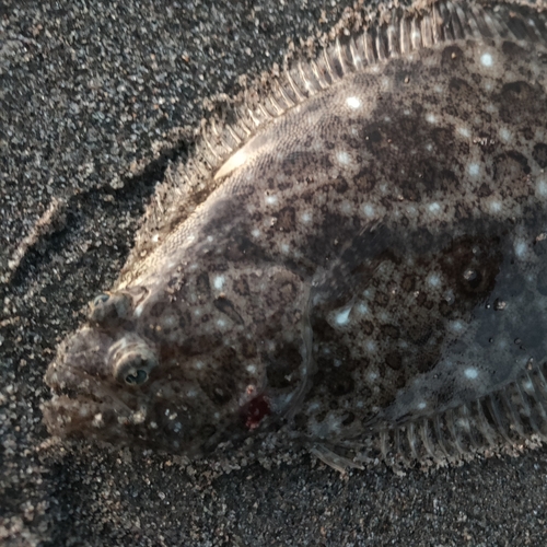 ソゲの釣果