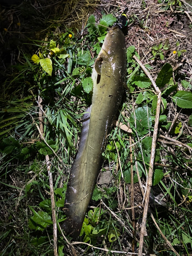 ナマズの釣果