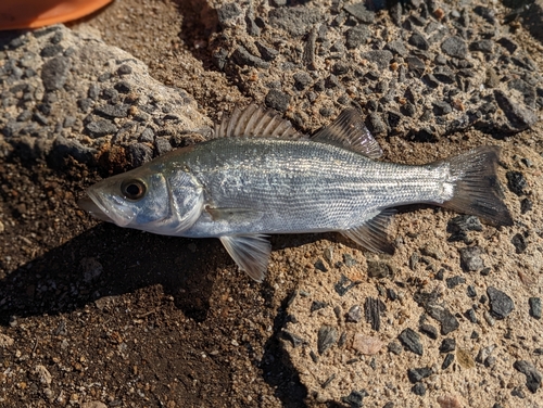 セイゴ（ヒラスズキ）の釣果