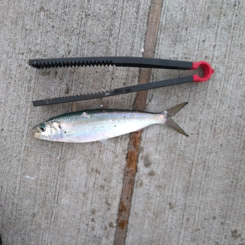 カタボシイワシの釣果