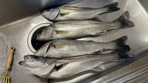 シーバスの釣果