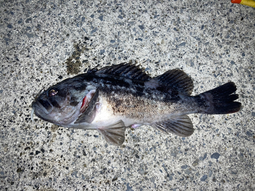 クロソイの釣果