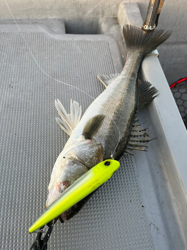 シーバスの釣果