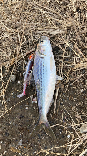 コノシロの釣果