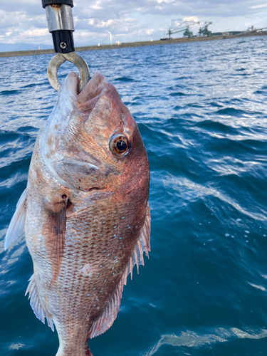 タイの釣果