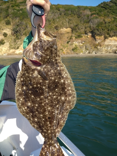 ヒラメの釣果