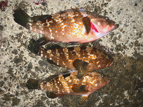 アコウの釣果