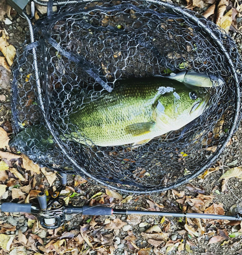 ラージマウスバスの釣果