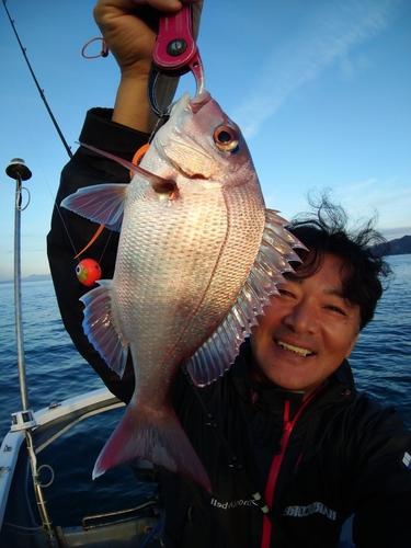 マダイの釣果