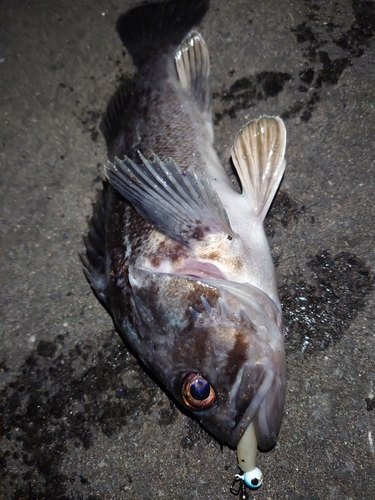 クロソイの釣果