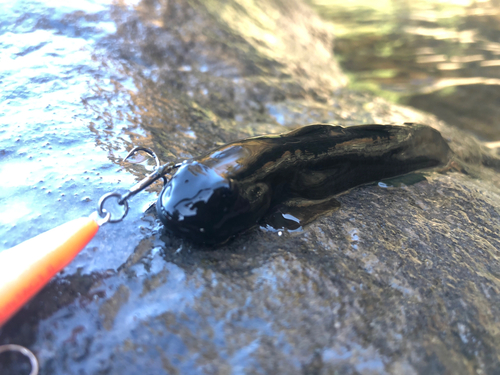 ヌマチチブの釣果