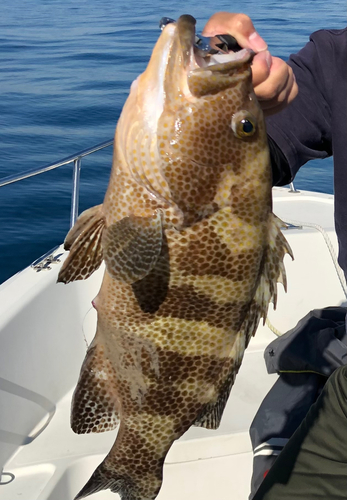 オオモンハタの釣果