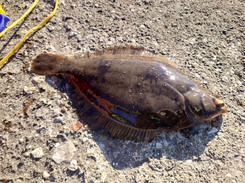 マコガレイの釣果