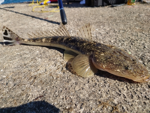 マゴチの釣果