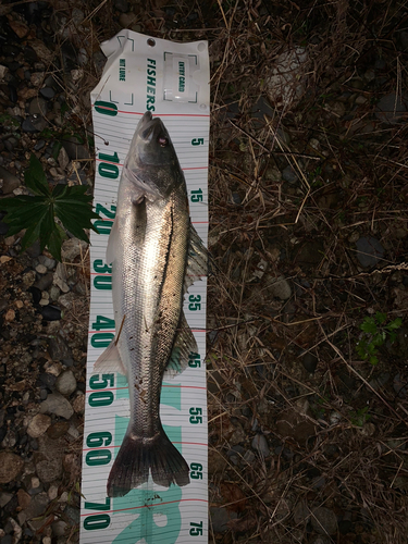 シーバスの釣果