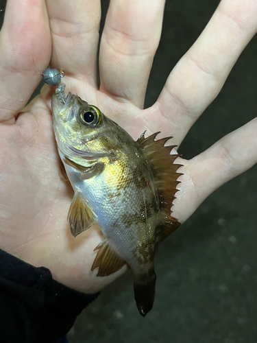 シロメバルの釣果