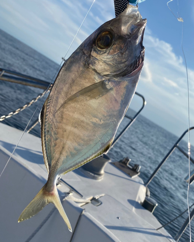 カイワリの釣果