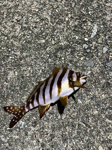 タカノハダイの釣果