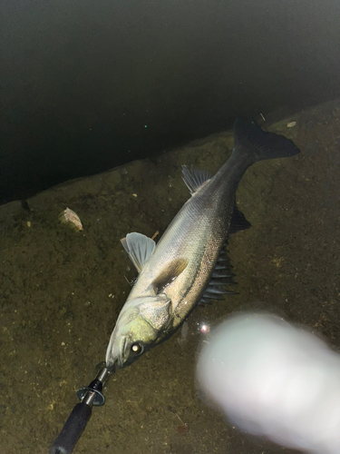 スズキの釣果