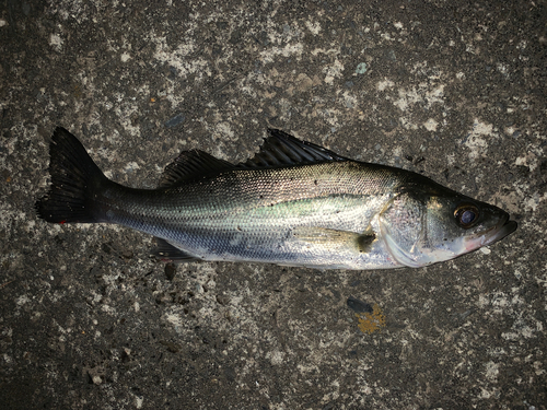 セイゴ（マルスズキ）の釣果