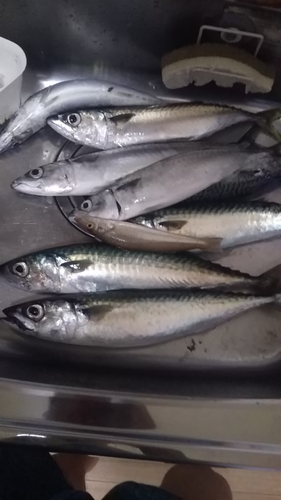 サバの釣果