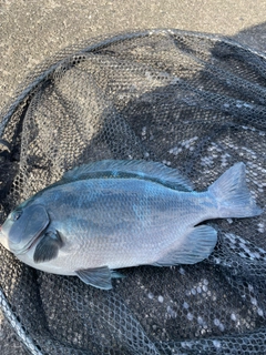 メジナの釣果