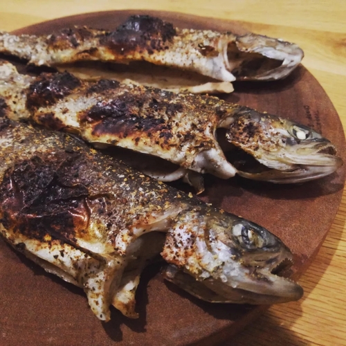 ニジマスの釣果