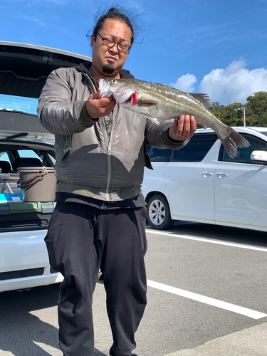 スズキの釣果