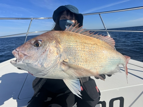 マダイの釣果