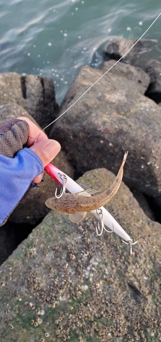 マゴチの釣果